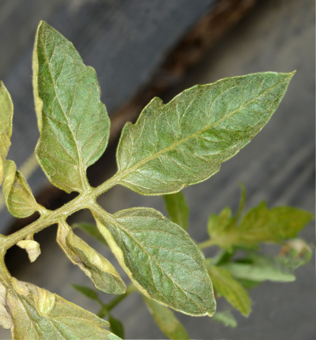 mites on tomato plant