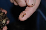 worm eggs